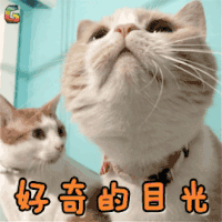 萌宠 猫 苏格兰折耳立耳 好奇的目光 卖萌 soogif soogif出品 好奇