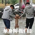 背影 狗狗 河水 自行车 单身狗我们走