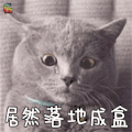 萌宠 猫咪 猫 吃鸡 落地成盒 soogif soogif出品