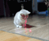 猫 萌宠 可爱 挑逗