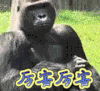 大猩猩 厉害厉害