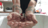 动物 鸟 水 开心