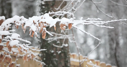 树枝 下雪 冬季 风景
