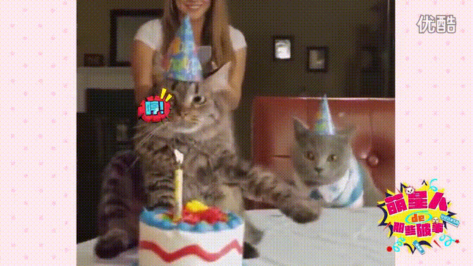 小猫 过生日 生气 扔蛋糕