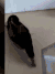 剁吧姿势已经摆好了 鸭子 不怕 搞笑