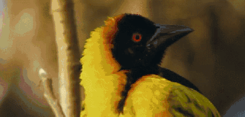 尼罗河-终极之河 纪录片 鸟类动物 黑头织巢鸟