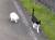 猫咪 兔子 漫步 可爱
