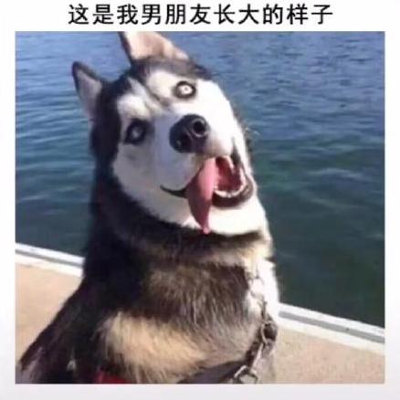 男朋友 汪星人 哈士奇 搞笑 萌宠