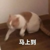 萌宠 猫星人 马上到 开心 搞怪 逗