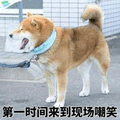 嘲笑 柴犬 狗