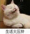 萌宠 喵星人 生活太压抑 生无可恋 可爱 憨憨