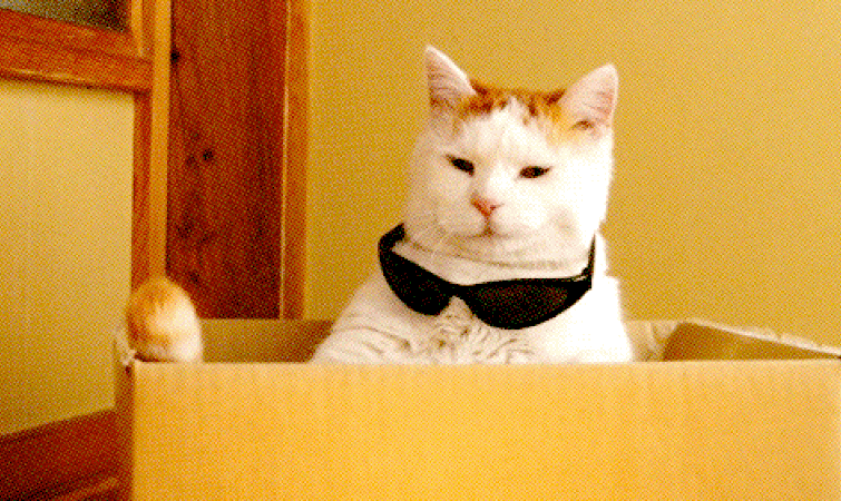 猫咪 喵星人 搞笑 可爱 墨镜 酷酷的