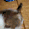 喵星人 折耳猫 可爱 猫霸 萌宠 萌萌哒