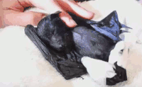 萌萌哒 蝙蝠 舒服 摸摸 惬意 睡觉 晚安