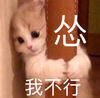 萌宠 猫星人 怂 我不行 搞怪 逗