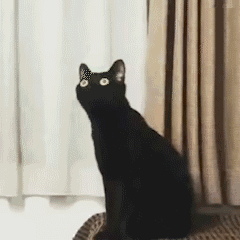 黑猫 魔性黑猫 沙雕黑猫 猫咪 猫