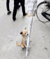 小狗 可爱 无助 等待