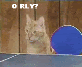 猫 动物 乒乓球 玩下表