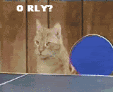 猫 动物 乒乓球 玩下表