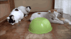 猫咪 盆子 移动 搞笑