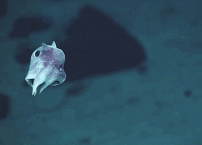 章鱼 小丑章鱼 孤寂 萌萌哒 2333 海底生物 自然