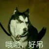 萌宠 汪星人 哎呦 好叼 呆萌 可爱