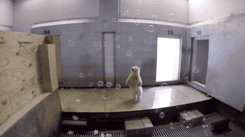 气泡 白熊 搞笑 北极熊