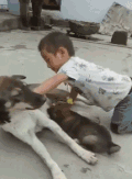 动物 小狗 搞笑 娱乐 奇葩