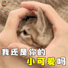 萌宠 猫咪 猫 你的小可爱 蒙圈 撩 伤心 soogif soogif出品