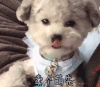 卖个萌先 狗 卖萌