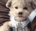 卖个萌先 狗 卖萌