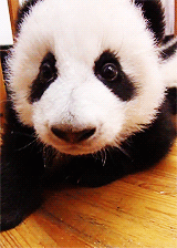 熊猫宝宝 可爱 萌 张嘴