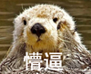 水獭 萌 海獭 懵逼