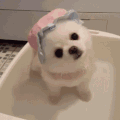 萌星人 狗狗 卖萌