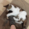 瓜皮 喵星人 可爱 逗猫