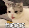 喵星人 可爱 萌宠 逗 文字表情包