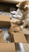 萌宠 猫星人 给我下去 搞怪 逗 动图