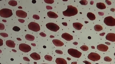 生物学 色素细胞  乌贼  科学