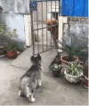 狗狗 搞笑 呆萌 关门 可爱