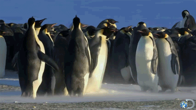 企鹅 penguin 尴尬