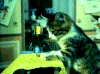 萌宠 猫咪 缝纫机 干活