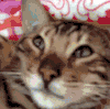 猫咪 会享受 挠痒痒 呆萌
