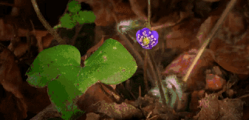 植物 生长 神话的森林 紫罗兰 纪录片
