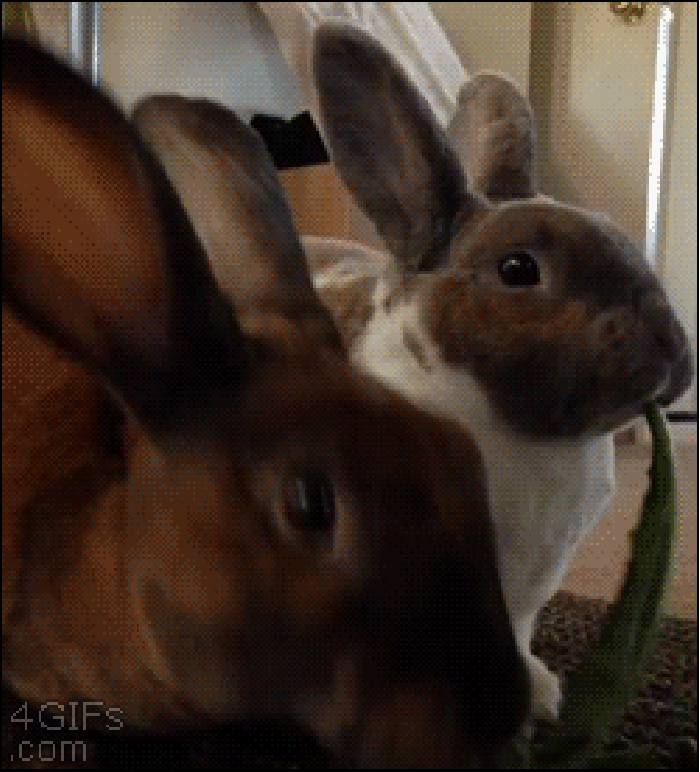 兔兔 食物 可爱 吃货