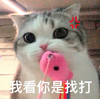 萌宠 猫星人 我看你是找打 欠揍 呆萌 搞怪