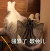 萌宠 喵星人 骚累了 歇会儿 憨憨 呆萌