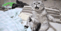 萌宠 猫 睡觉