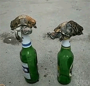 乌龟 啤酒瓶 喜感 动不了