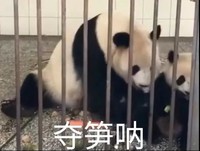 萌宠 熊猫 夺笋呐 开心 呆萌 可爱