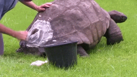 海龟 清洁 草地 慢悠悠